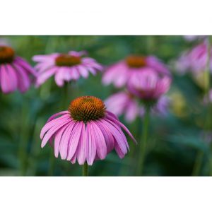 Natural Herbal Supplements
